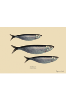 SARDINE