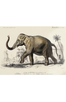 AFFICHE DICTIONNAIRE UNIVERSEL D-HISTOIRE NATURELLE L-ELEPHANT DES INDES - DIC0001