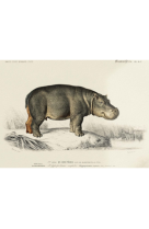 AFFICHE DICTIONNAIRE UNIVERSEL D-HISTOIRE NATURELLE L-HIPPOPOTAME AMPHIBIE - DIC0003