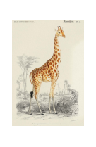 AFFICHE DICTIONNAIRE UNIVERSEL D-HISTOIRE NATURELLE LA GIRAFE - DIC0005