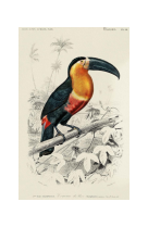 AFFICHE DICTIONNAIRE UNIVERSEL D-HISTOIRE NATURELLE LE TOUCAN DE PARA - DIC0006