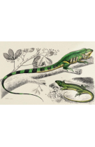 AFFICHE DICTIONNAIRE UNIVERSEL D-HISTOIRE NATURELLE L-IGUANE ET LE LEZARD - DIC0012