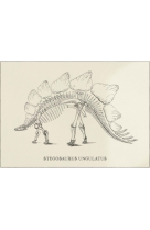 AFFICHE DINOSAURES SQUELETTE DE STEGOSAURE - DIN0002