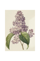 AFFICHE FLEURS LILAS - FLE0002