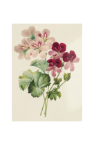 AFFICHE FLEURS GERANIUM - FLE0003