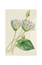 AFFICHE FLEURS LOTUS BLEU D-ÉGYPTE - FLE0005