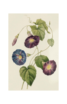 AFFICHE FLEURS IPOMEE - FLE0006