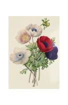 AFFICHE FLEURS ANEMONE SIMPLE - FLE0008