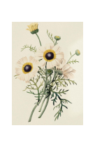 AFFICHE FLEURS CHRYSANTHEME CARENE - FLE0010