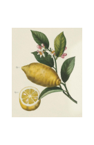 AFFICHE POMOLOGIE CITRONIER LIMONIER - FRU0009