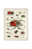 AFFICHE ENTOMOLOGIE COLEOPTERA - 1 - INS0001