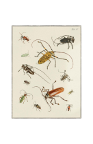 AFFICHE ENTOMOLOGIE COLEOPTERA - 2 - INS0002