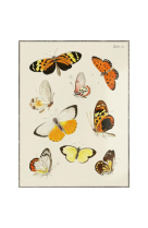 AFFICHE ENTOMOLOGIE LEPIDOPTERA - 1 - INS0003