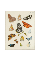 AFFICHE ENTOMOLOGIE LEPIDOPTERA - 2 - INS0004