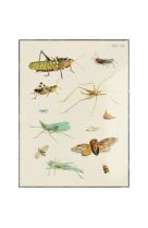 AFFICHE ENTOMOLOGIE HEMIPTERA - INS0005