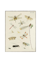 AFFICHE ENTOMOLOGIE NEUROPTERA - INS0006