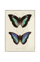 AFFICHE ENTOMOLOGIE PAPILLONS - PLANCHE N°73 - PAP0003