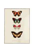 AFFICHE ENTOMOLOGIE PAPILLONS - PLANCHE N°72 - PAP0009