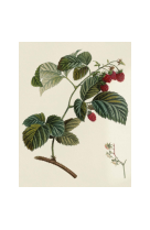 AFFICHE POMOLOGIE FRAMBOISIER A FRUIT ROUGE - POM0009