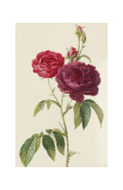 AFFICHE FLEURS ROSIER EVEQUE - ROS0004