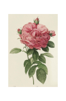 AFFICHE FLEURS ROSIER DE PROVINS A FLEUR GIGANTESQUE - ROS0008