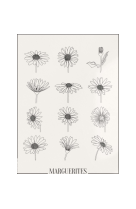 AFFICHE ATELIERDAZAT MARGUERITES - DZT0005