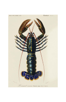 AFFICHE COQUILLAGES & CRUSTACES LE HOMARD - COQ0005